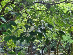 Cleyera japonica