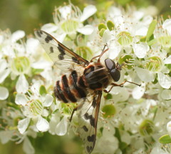 Pelecorhynchus nigripennis