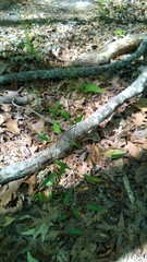 Dichanthelium dichotomum