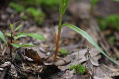 Pterostylis cardiostigma