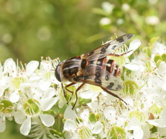 Pelecorhynchus nigripennis