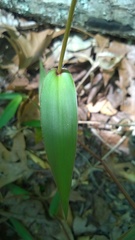 Dichanthelium dichotomum