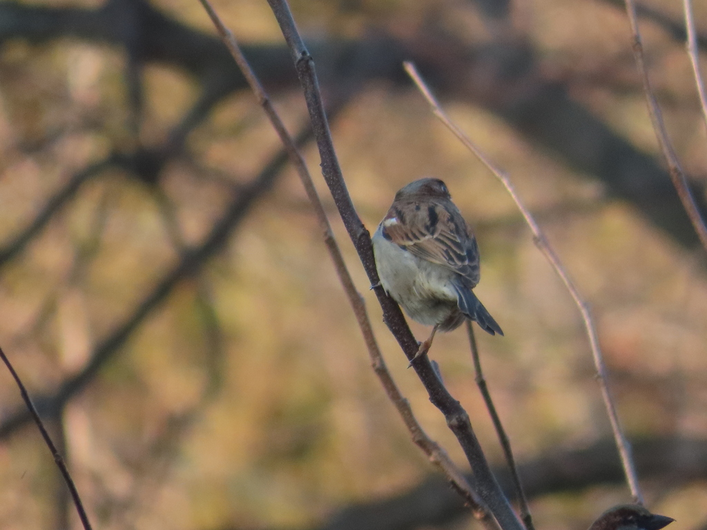 House Sparrow In February 2023 By Mila B INaturalist   Large 