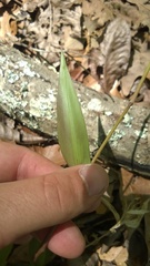 Dichanthelium dichotomum
