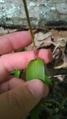 Dichanthelium dichotomum