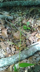 Dichanthelium dichotomum