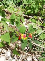 Lantana camara