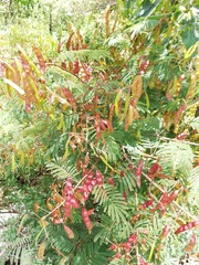 Acaciella angustissima