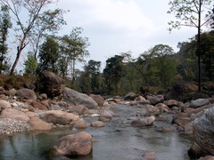 Aristocypha quadrimaculata