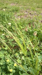 Agrostis hyemalis