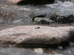 Aristocypha quadrimaculata