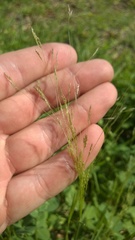 Agrostis hyemalis