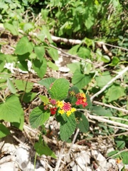 Lantana camara