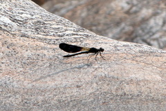 Aristocypha quadrimaculata