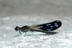 Aristocypha quadrimaculata