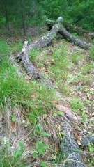 Dichanthelium sphaerocarpon