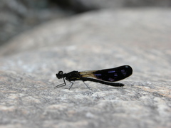 Aristocypha quadrimaculata