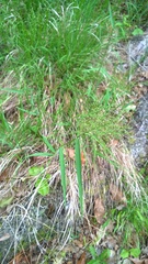 Dichanthelium sphaerocarpon