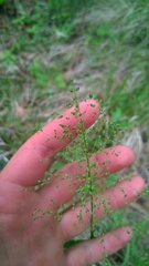 Dichanthelium sphaerocarpon