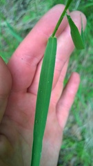 Dichanthelium sphaerocarpon