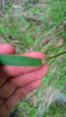 Dichanthelium sphaerocarpon