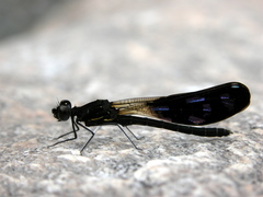 Aristocypha quadrimaculata