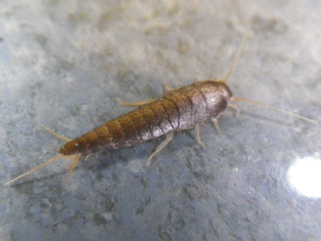 Common Silverfish from University District, Spokane, WA, USA on March ...