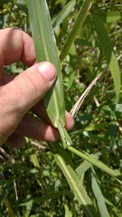 Echinochloa crus-pavonis