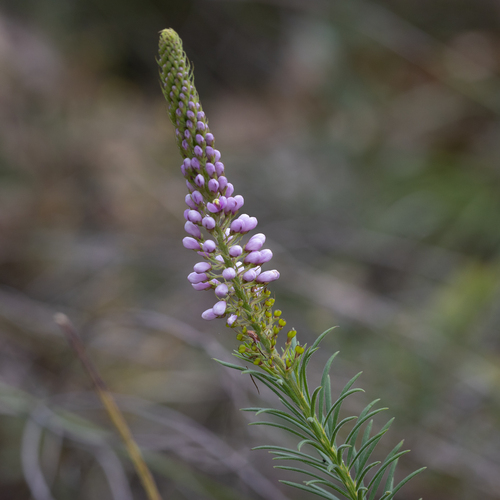 Comesperma confertum (Comesperma confertum)