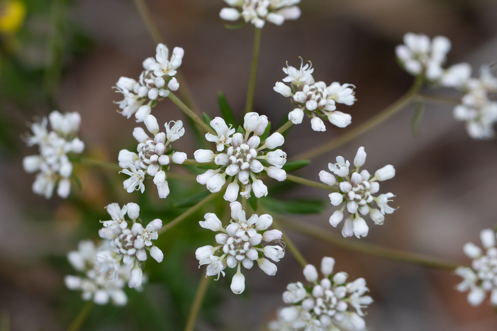 Poranthera huegelii