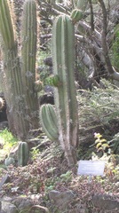 Cereeae