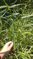Echinochloa crus-pavonis