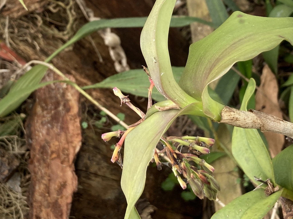 Epidendrum radioferens