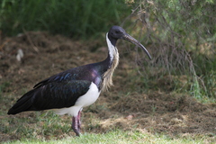 Straw-Necked Ibis photo 6