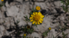 Dyssodia tagetiflora