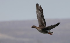 Tundra Bean Goose photo 3
