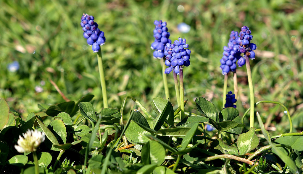Grape hyacinth from Dallas, TX, USA Reinhart branch on March 05, 2020 at 0959 AM by Kala Murphy