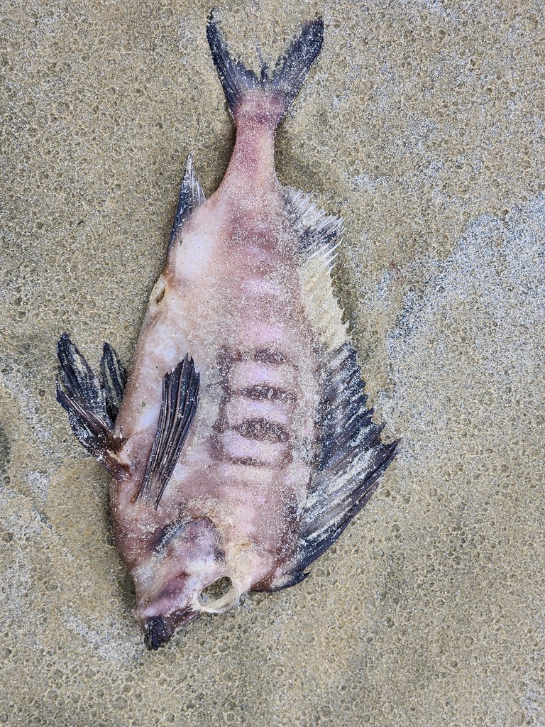 Pigfish (Congiopodus leucopaecilus) — Congiopodidae