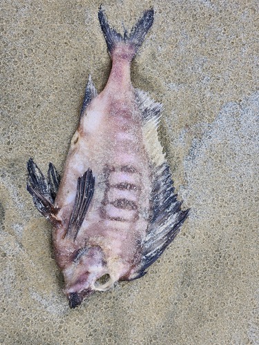 Pigfish (Congiopodus leucopaecilus) — Congiopodidae