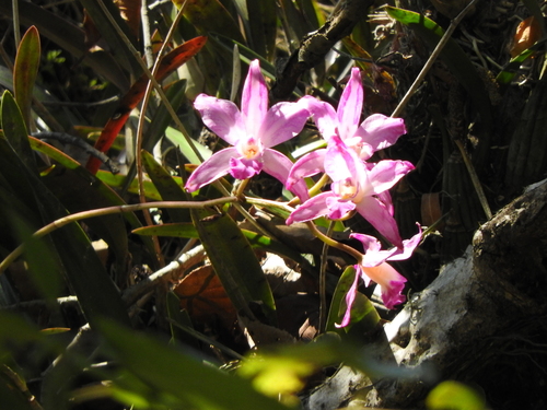 Image of Laelia autumnalis by (c) Oscar Alejandro Morales Juárez, some rights reserved (CC BY-SA)