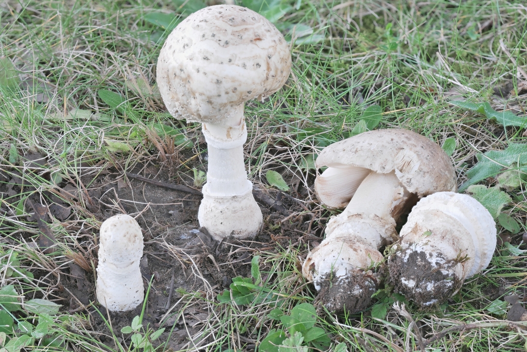 Amanita sp. 'multisquamosa-IN01'