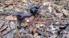 Craterellus fallax image