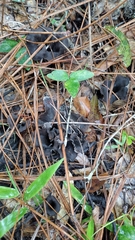 Craterellus fallax image