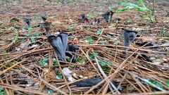 Craterellus fallax image