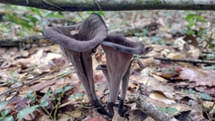 Craterellus fallax image