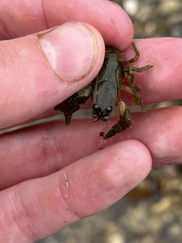 Cambarus williami