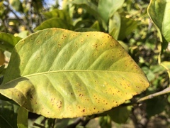 Zasmidium citrigriseum