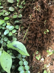 Phasmatinae