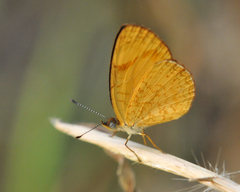Tegosa anieta