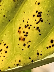 Zasmidium citrigriseum